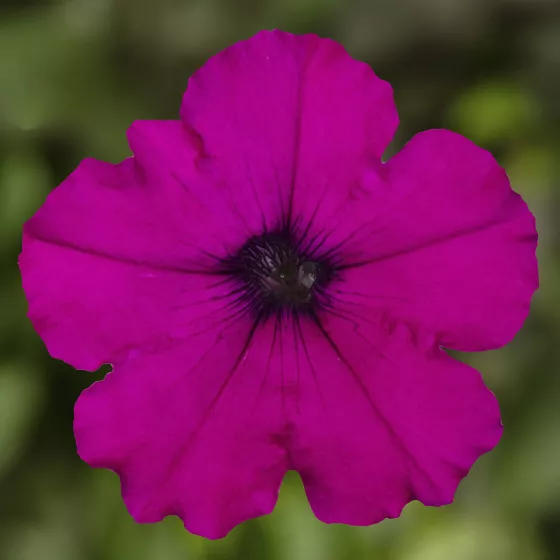 FlashForward™ Purple