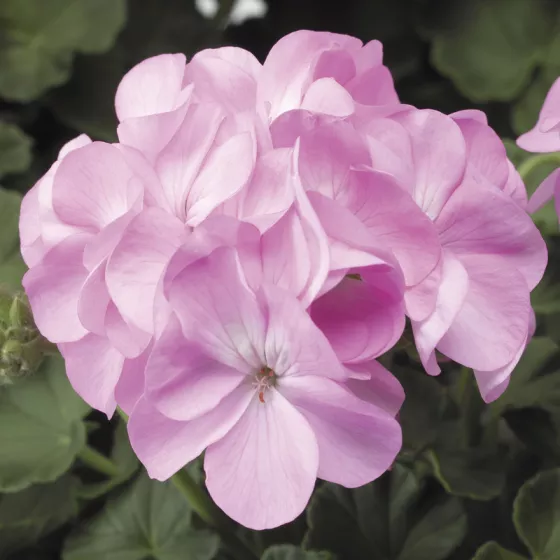 Pinto™ Premium Lavender