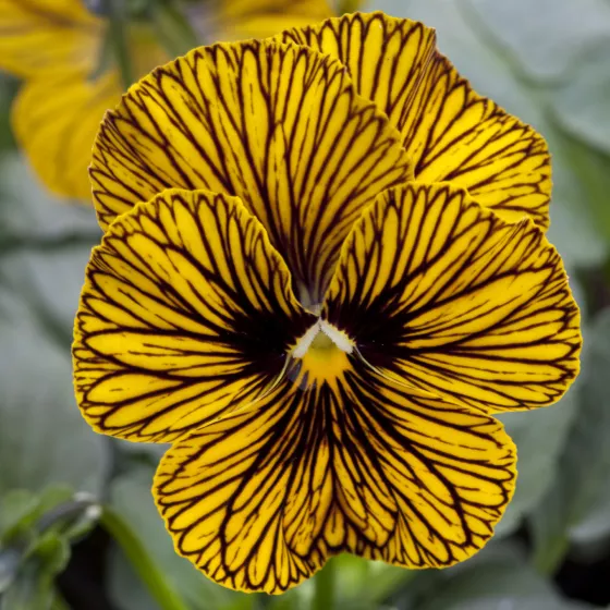 Tiger Eye™ Yellow