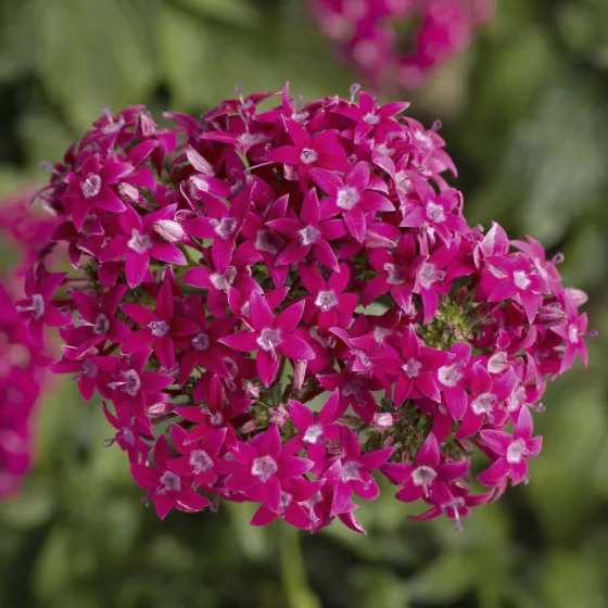 HoneyCluster™ Deep Rose