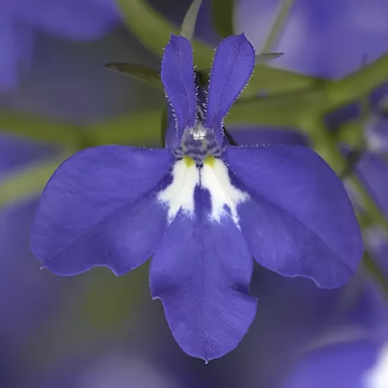 Techno® Upright Cobalt Blue