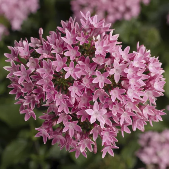 HoneyCluster™ Pink