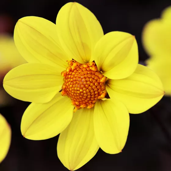 Happy Days™ Yellow