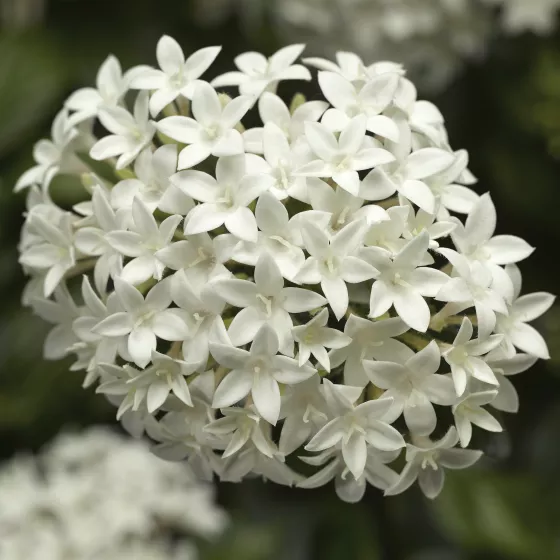 HoneyCluster™ White