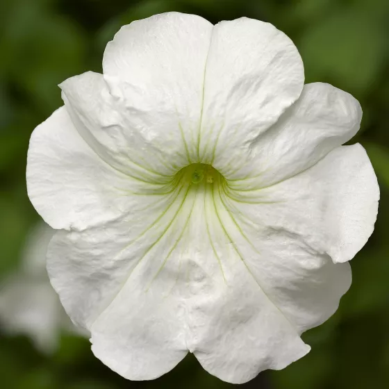 Damask™ White