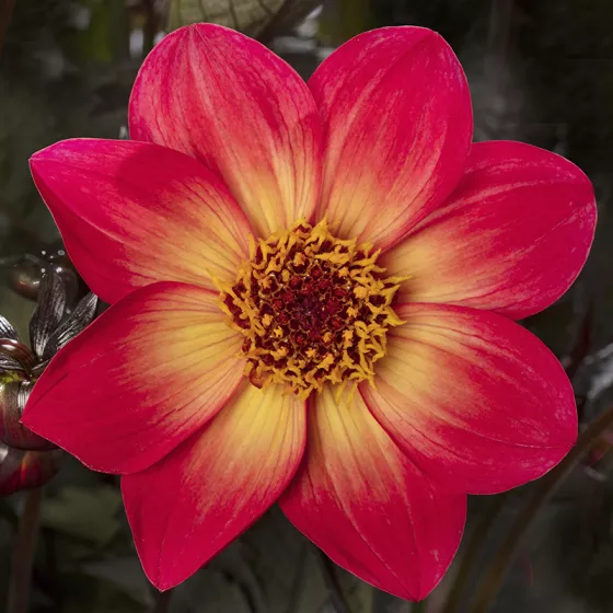Dahlegria® Sunrise