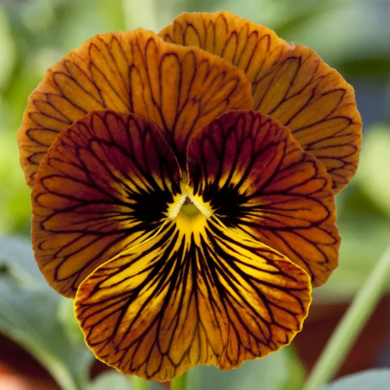 Tiger Eye™ Red