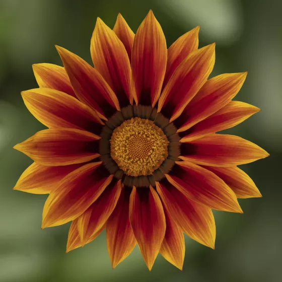 Kiss™ Golden Flame