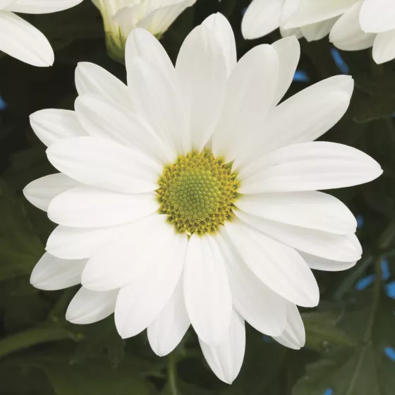 Juneau™ White