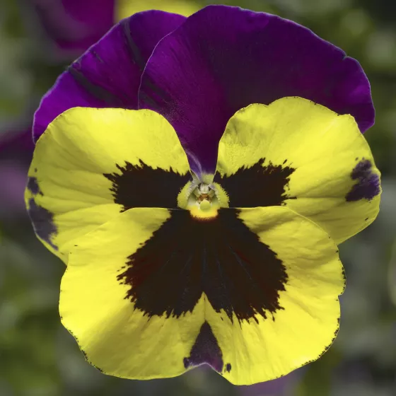 Delta™ Classic Yellow w Purple Wing