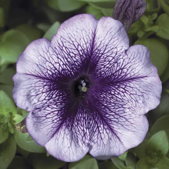 Hurrah™ Blue Veined