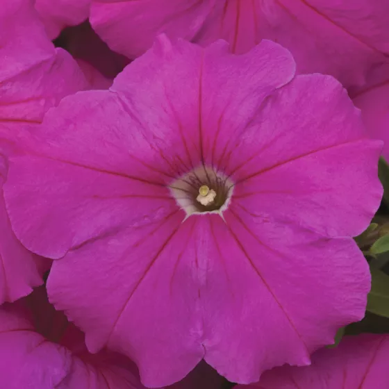 Hurrah™ Pink