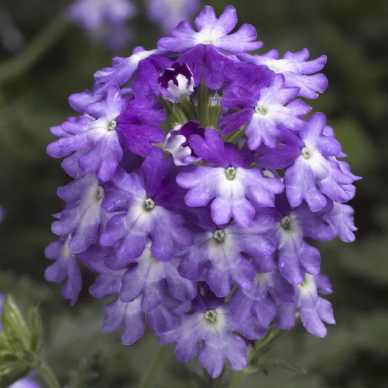 Lanai® Upright Twister™  Purple