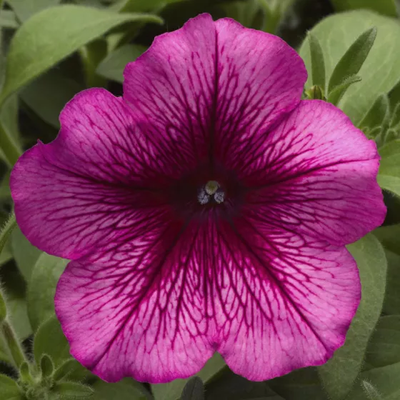 Hurrah™ Plum