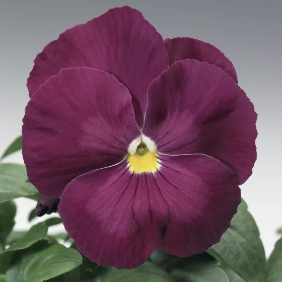 Delta™ Classic Pure Rose