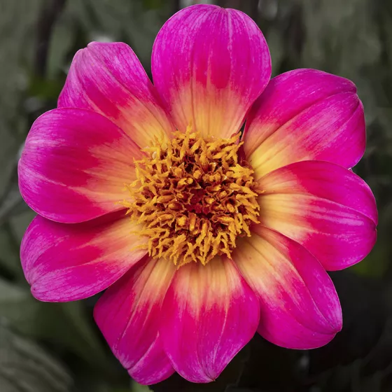 Happy Days™ Fuchsia Halo