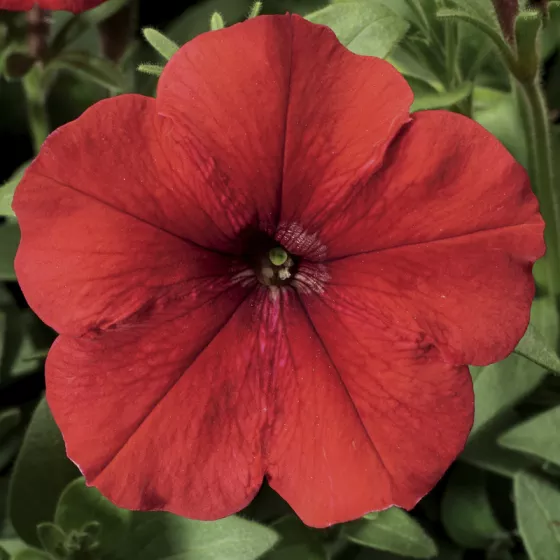 Hurrah™ Red