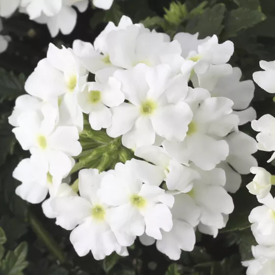 Lanai® Compact White