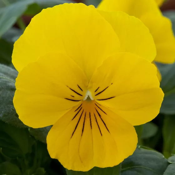 Freefall™ Golden Yellow