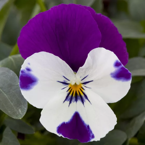 Freefall™ Purple & White