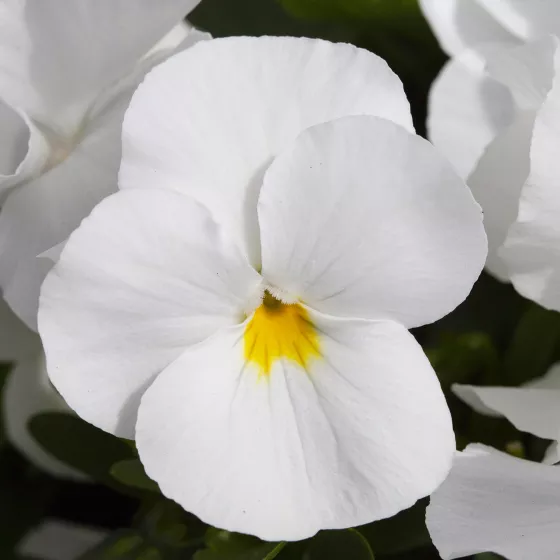 Freefall™ White