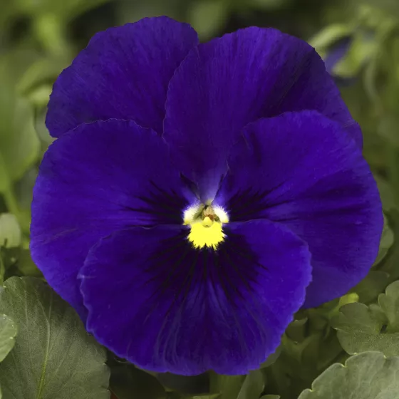 Delta™ Classic Deep Blue