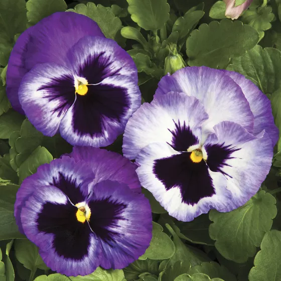 Colossus™ Lavender Medley