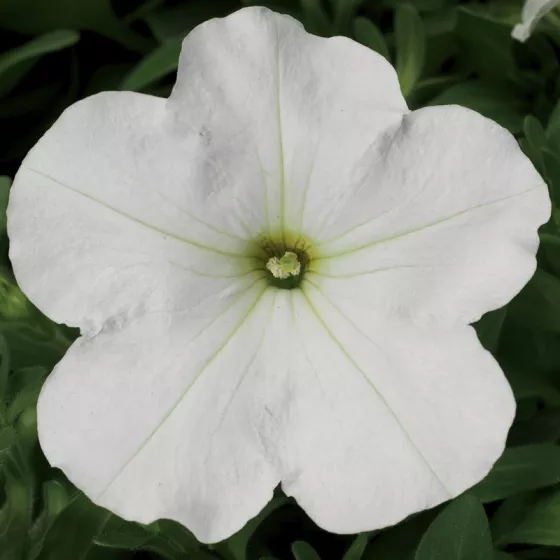 Hurrah™ White