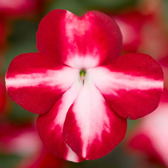 Imara® XDR Red Star