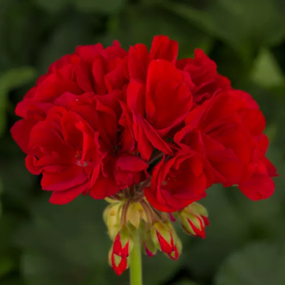Tango™ Deep Red