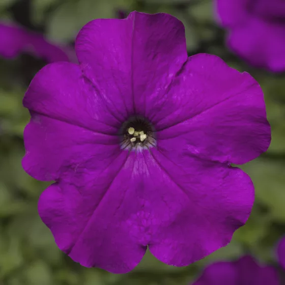 Damask™ Violet