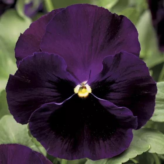 Colossus™ Purple with Blotch