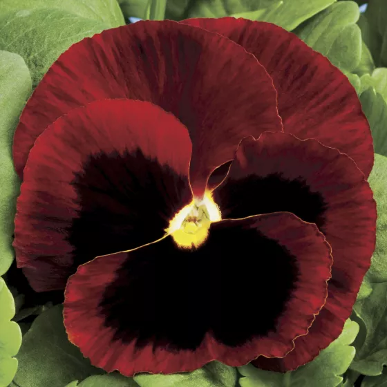 Colossus™ Red with Blotch