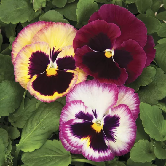 Colossus™ Rose Medley
