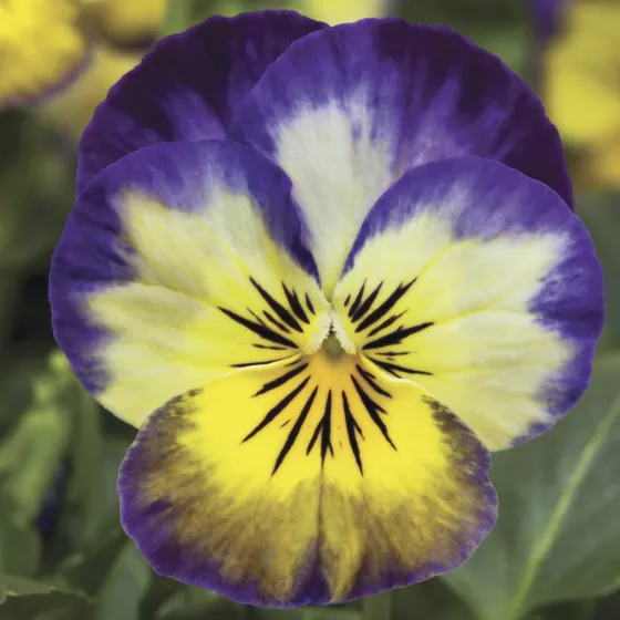 Penny™ Primrose Picotee