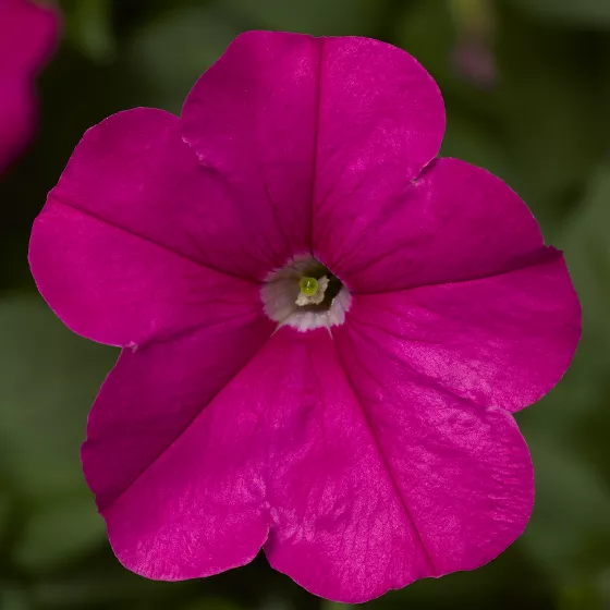 FotoFinish® Pink