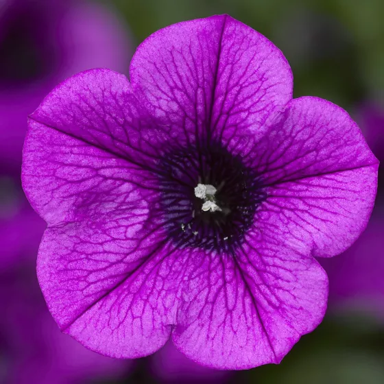 Dekko™ Deep Lavender Vein