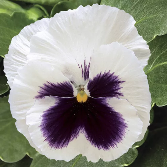 Colossus™ White with Blotch