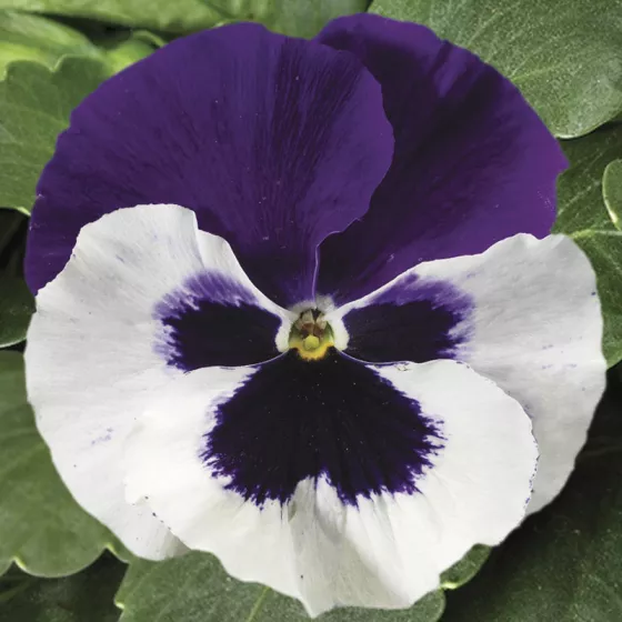 Colossus™ White with Purple Wing