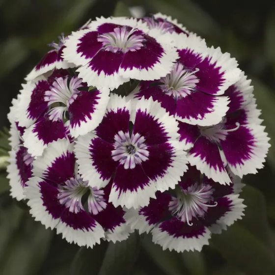 Diabunda® Purple Picotee