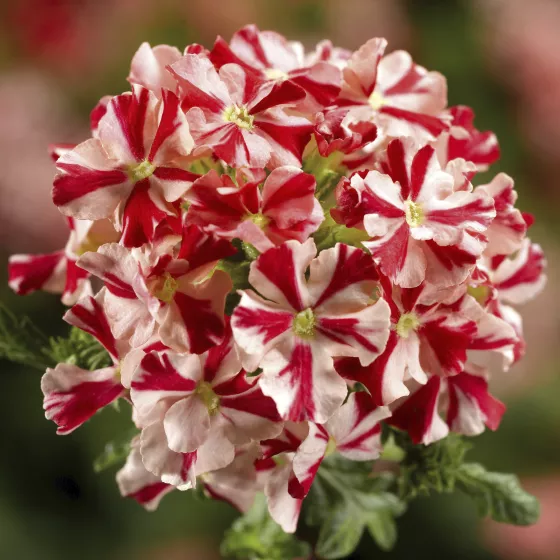 Lanai® Compact Red Star