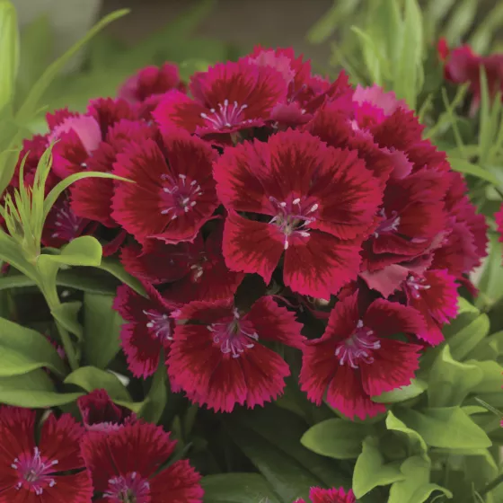 Diabunda® Red