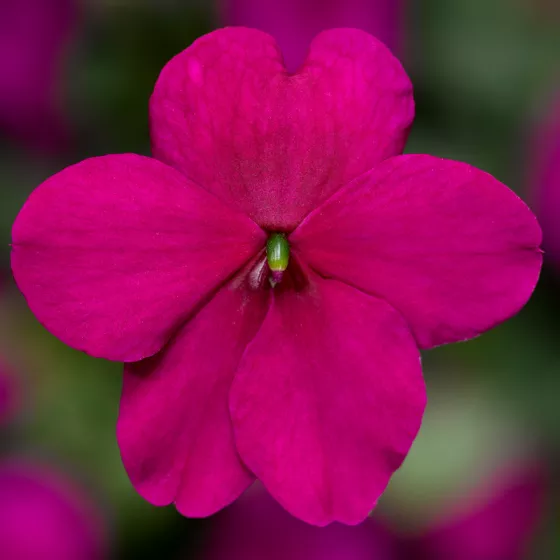 Imara® XDR Purple