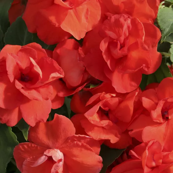 Athena™ Orange