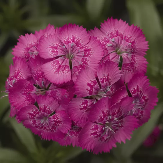 Diabunda® Rose