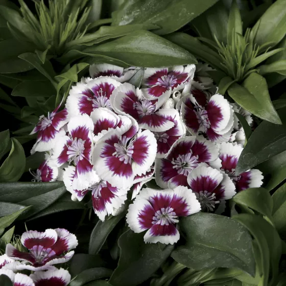Barbarini® Red Picotee