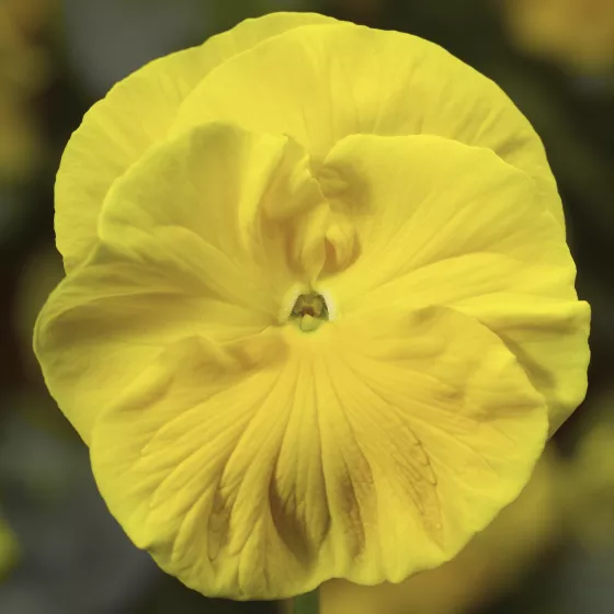 Colossus™ Yellow