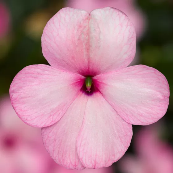 Imara® XDR Pink
