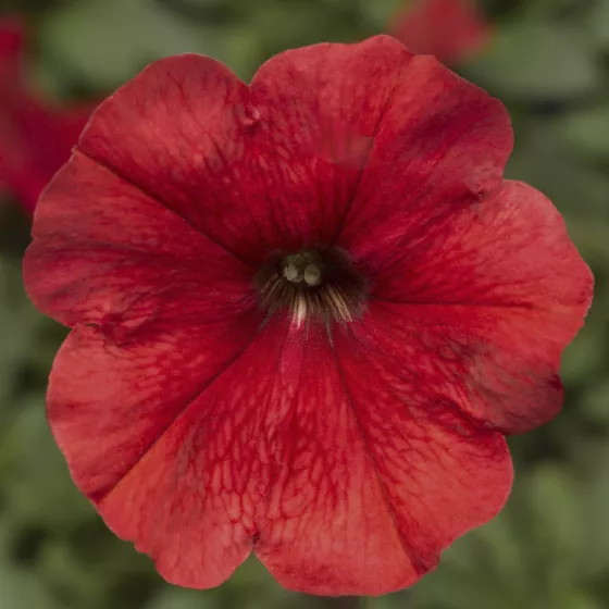 Damask™ Red