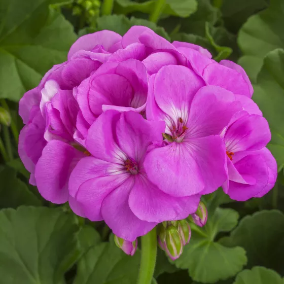 Calliope® Large Lavender